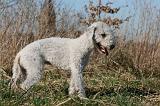 BEDLINGTON TERRIER 129